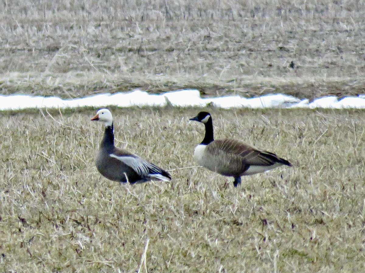Snow Goose - ML633636047
