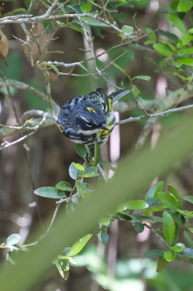 myrteparula (coronata) - ML633636070
