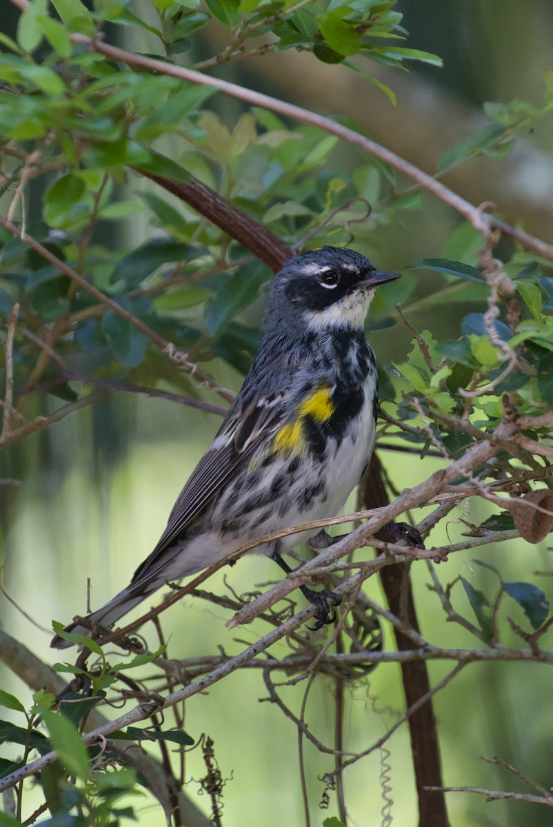 myrteparula (coronata) - ML633636072