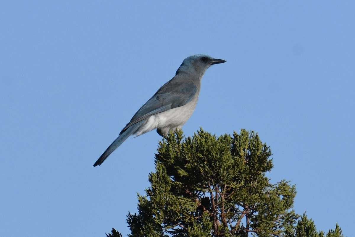 Mexican Jay - ML633636173