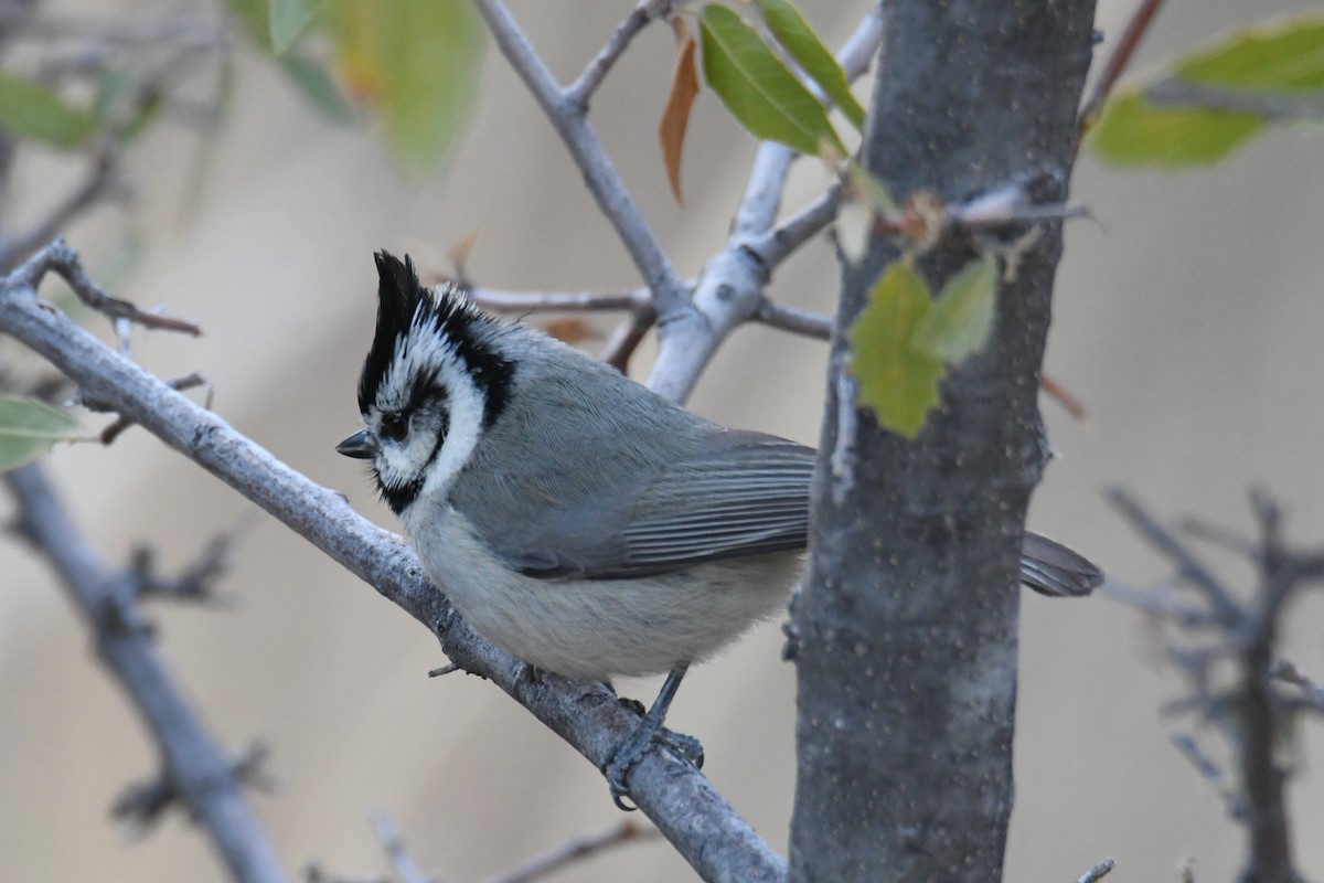 Bridled Titmouse - ML633636179