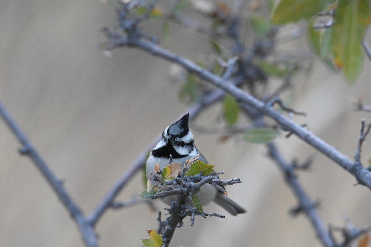 Bridled Titmouse - ML633636180
