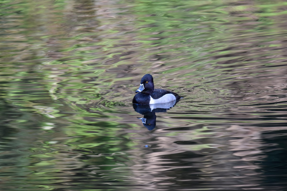Ring-necked Duck - ML633636237