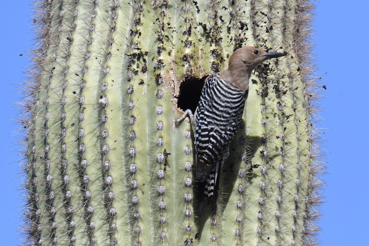 Gila Woodpecker - ML633636286
