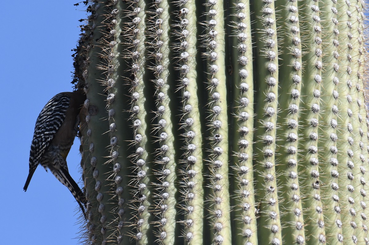 Gila Woodpecker - ML633636287