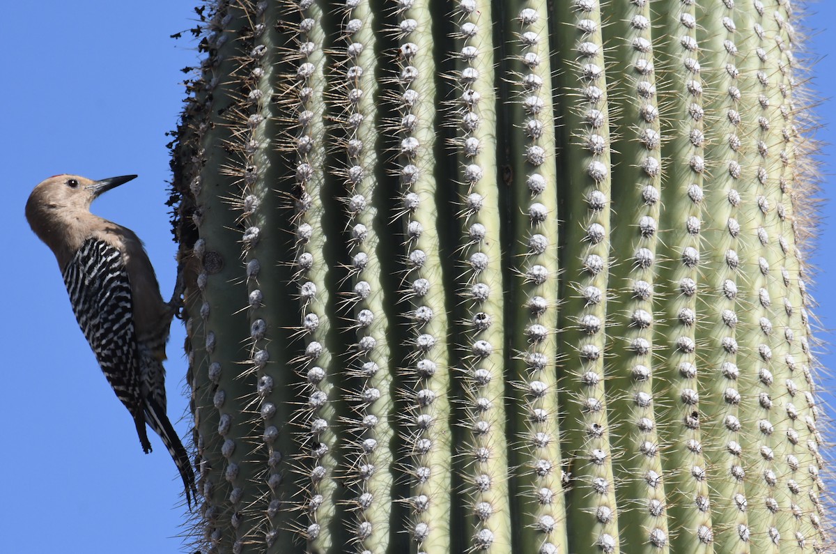 Gila Woodpecker - ML633636288