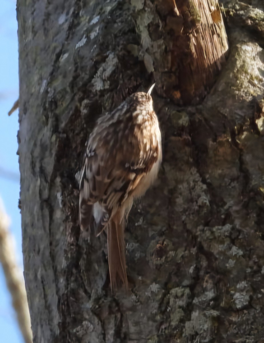 Brown Creeper - ML633636386