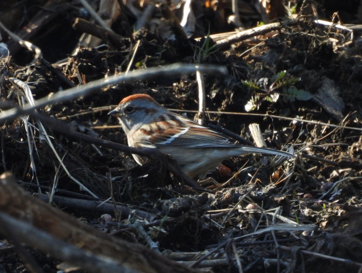 American Tree Sparrow - ML633636436