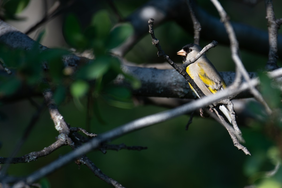 Lawrence's Goldfinch - ML633636534