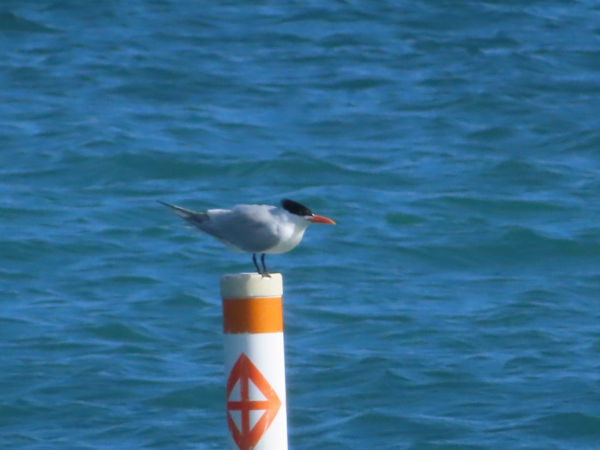 Txenada handi amerikarra - ML633636565