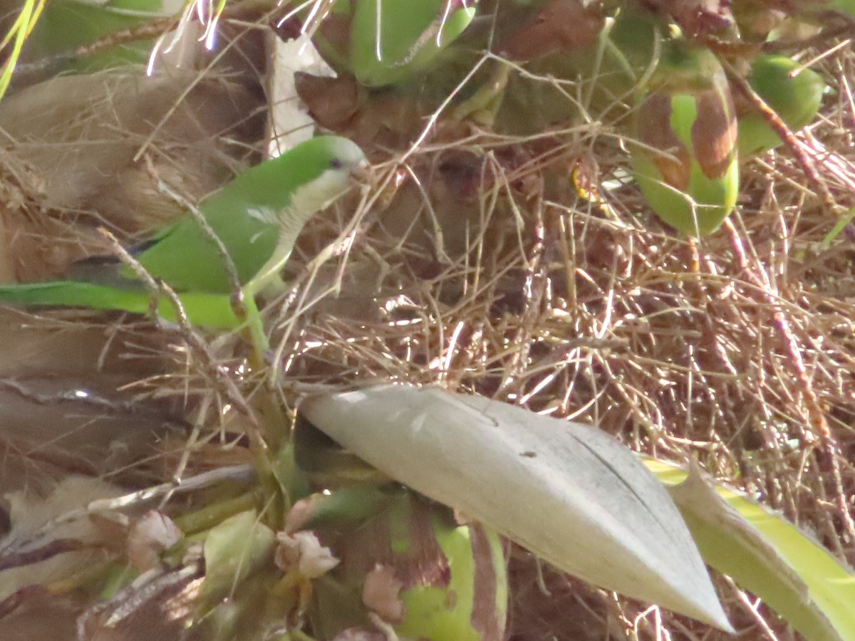 Papagai bulargrisa - ML633636568