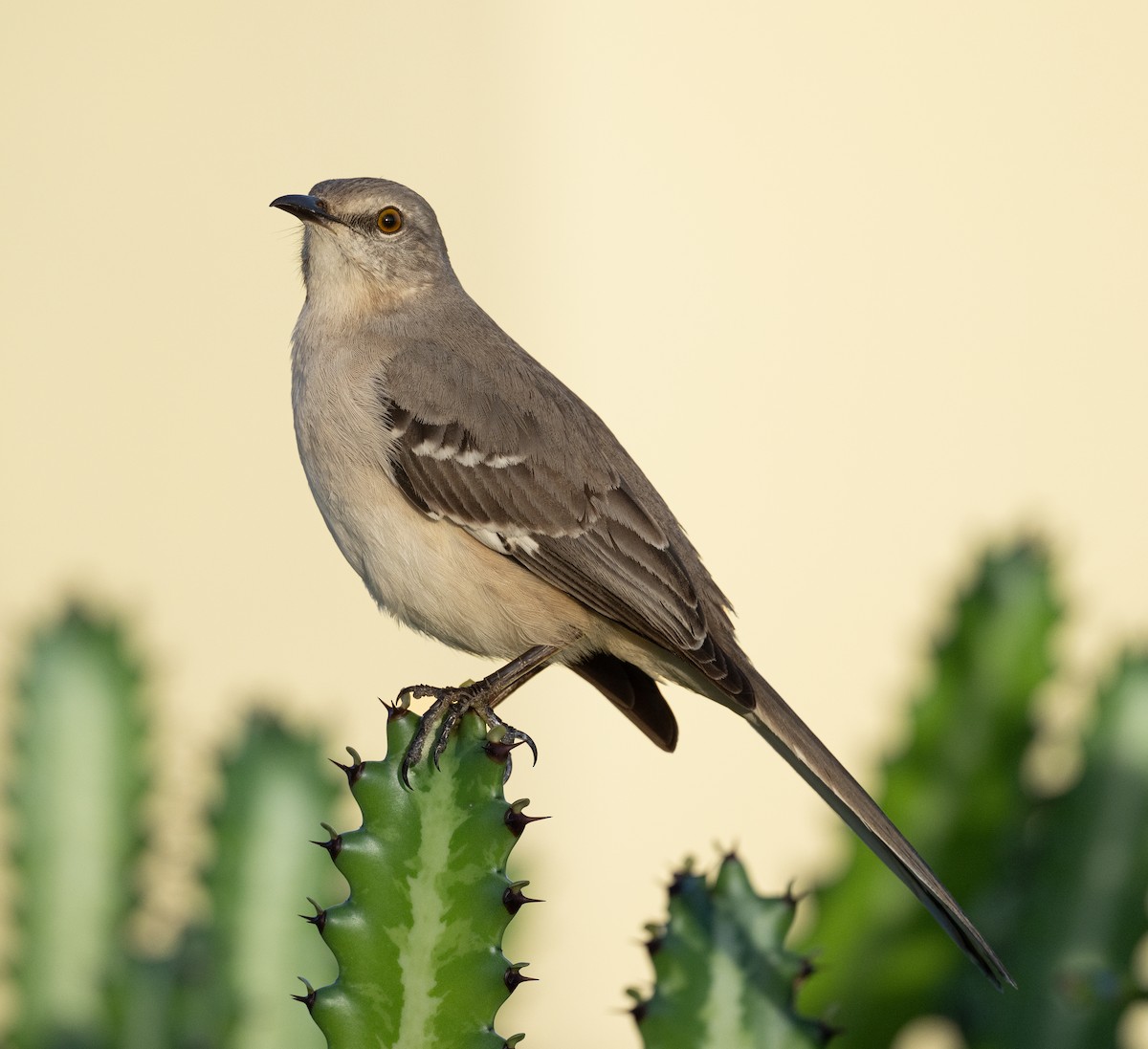 Northern Mockingbird - ML633636698