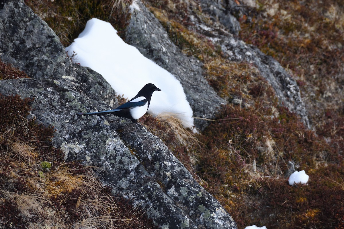 Black-billed Magpie - ML633636867