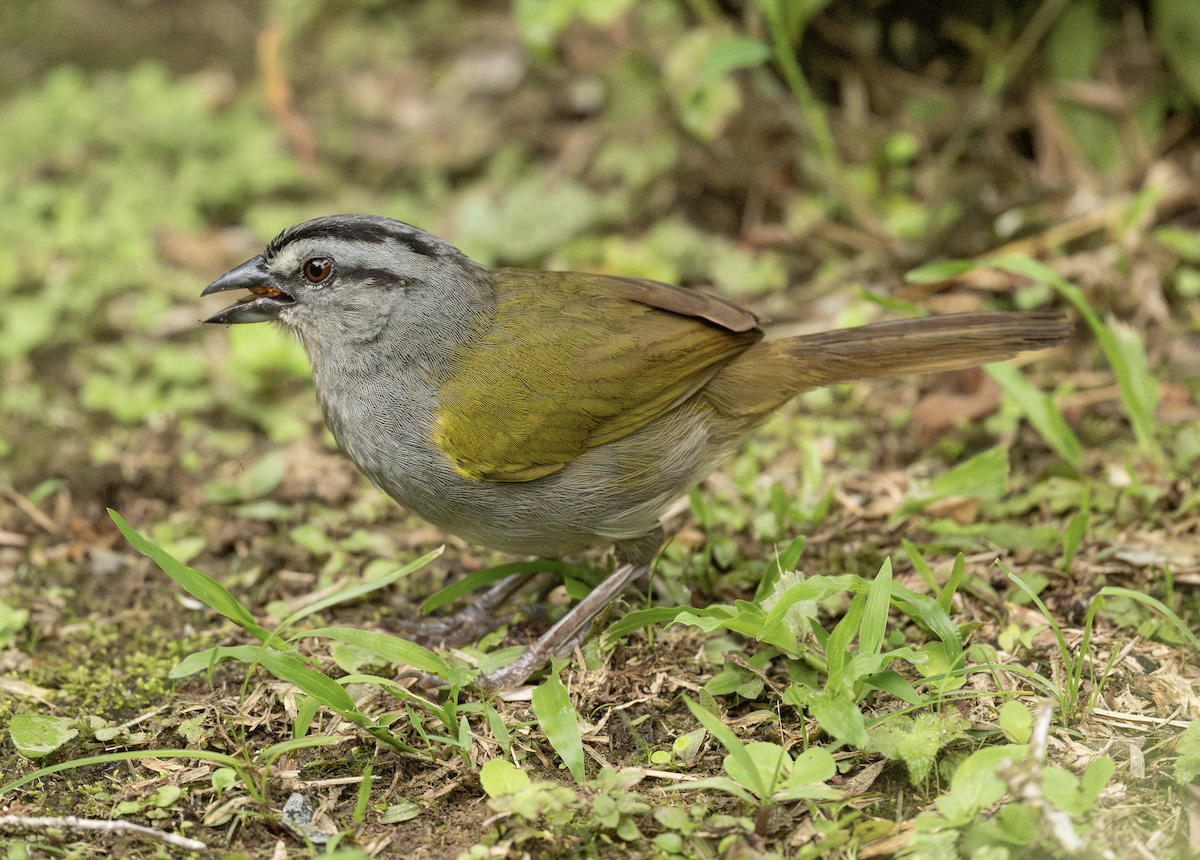Black-striped Sparrow - ML633636926
