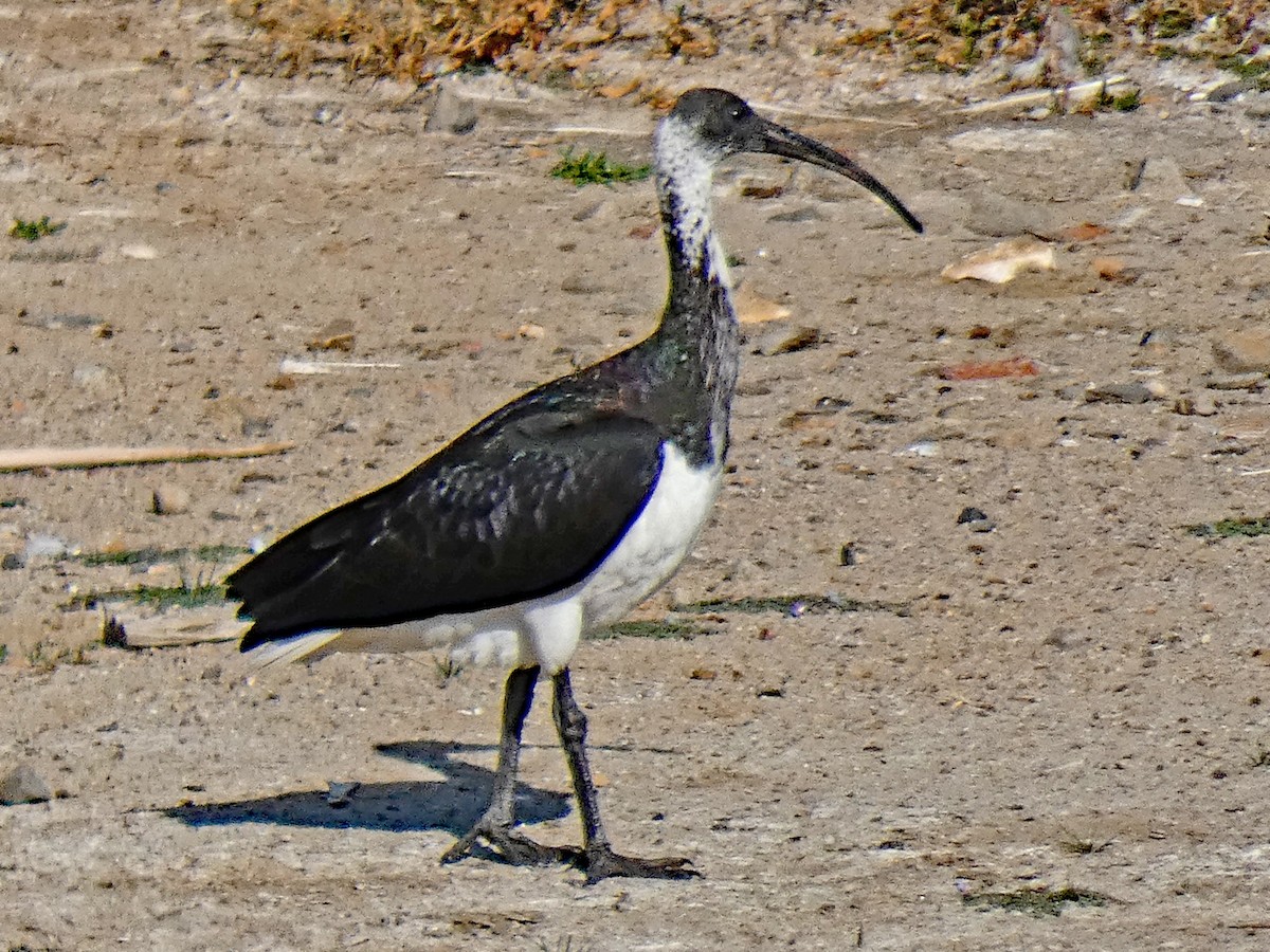 Straw-necked Ibis - ML633637142