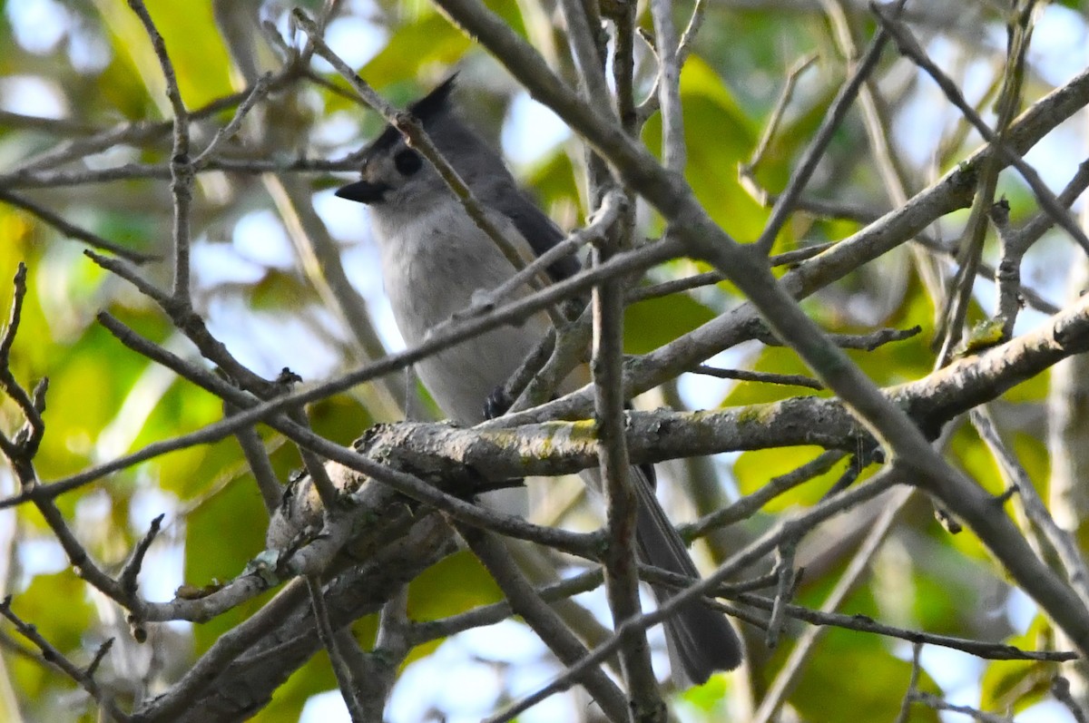Black-crested Titmouse - ML633637147