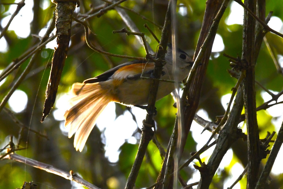 Black-crested Titmouse - ML633637148