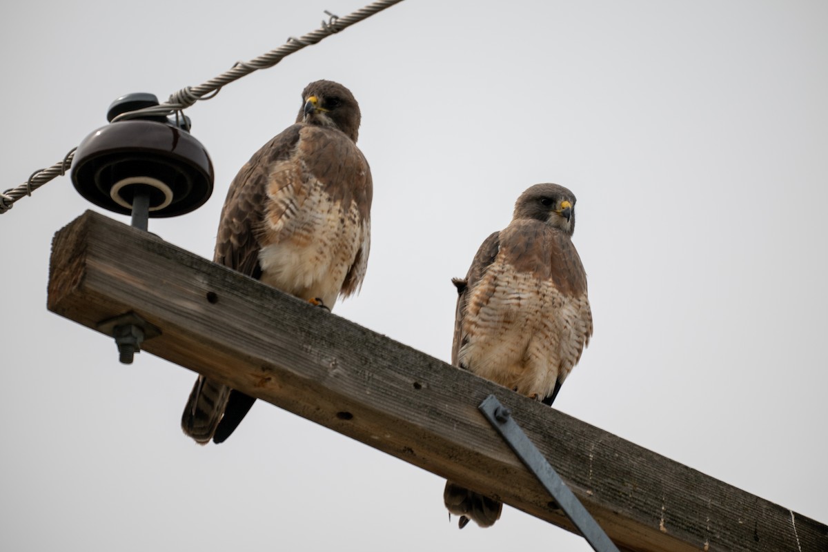Swainson's Hawk - ML633637427