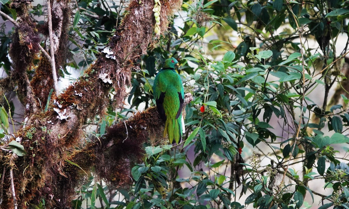 Crested Quetzal - ML633637436