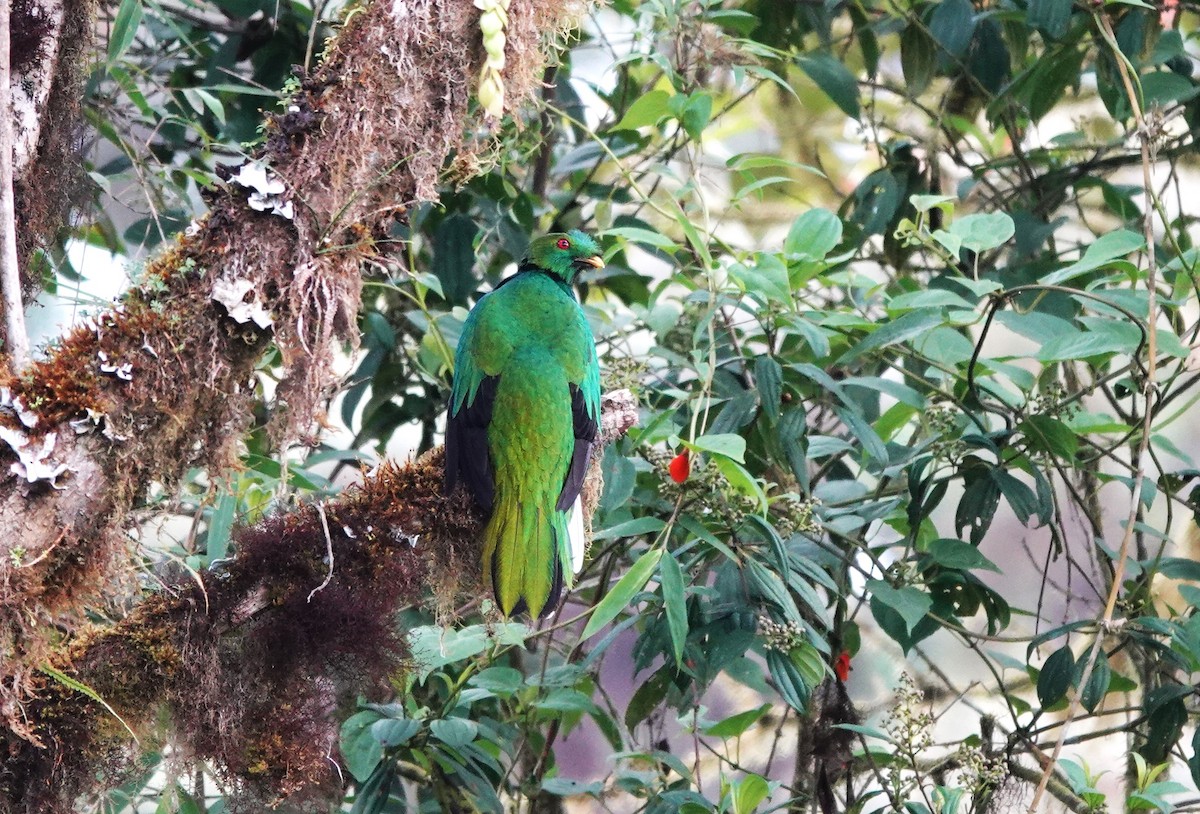 Crested Quetzal - ML633637450