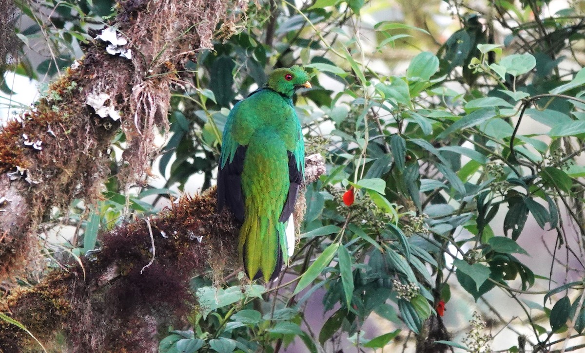 Crested Quetzal - ML633637464