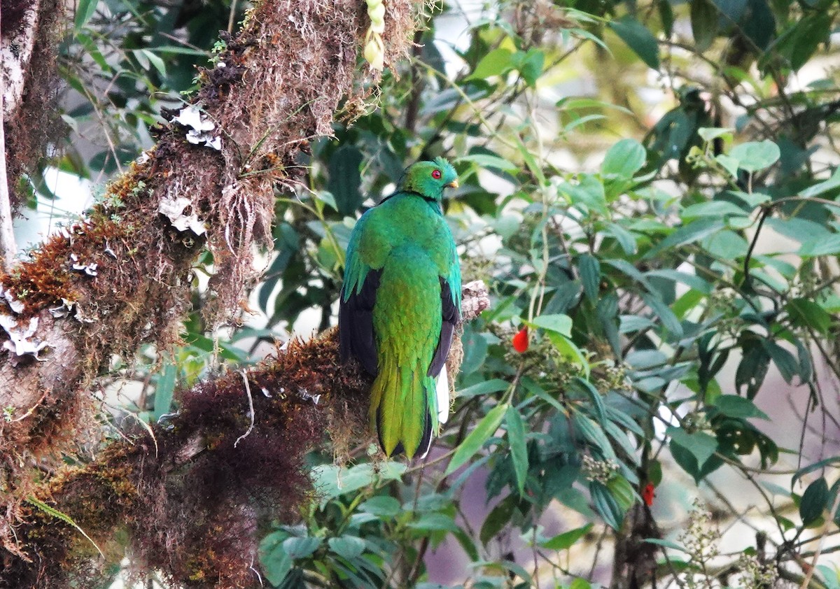 Crested Quetzal - ML633637478
