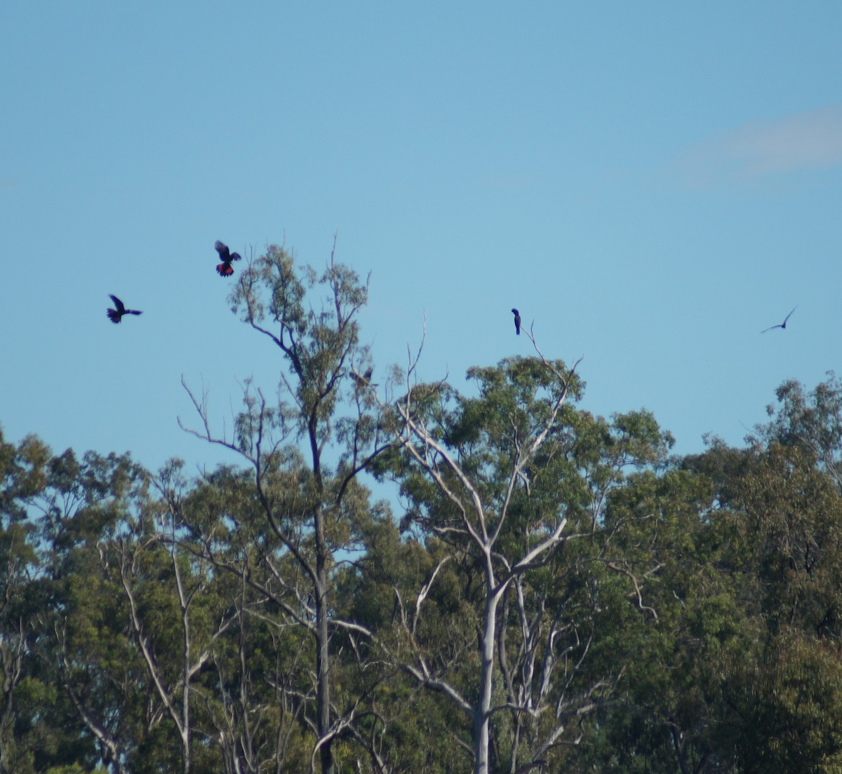 Red-tailed Black-Cockatoo - Sara Young