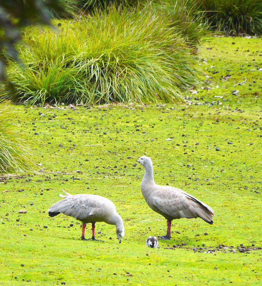 Cape Barren Goose - ML633637637