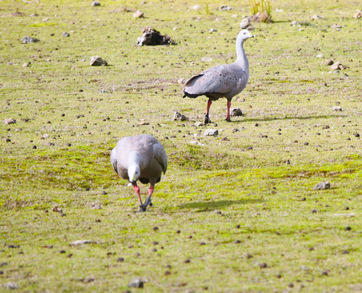 Cape Barren Goose - ML633637640