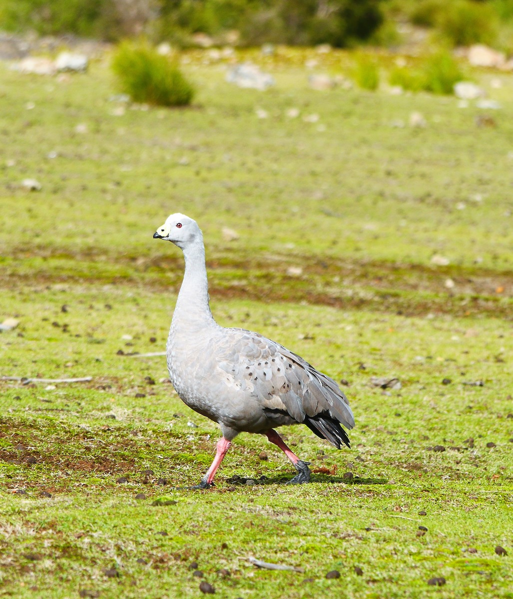 Cape Barren Goose - ML633637641
