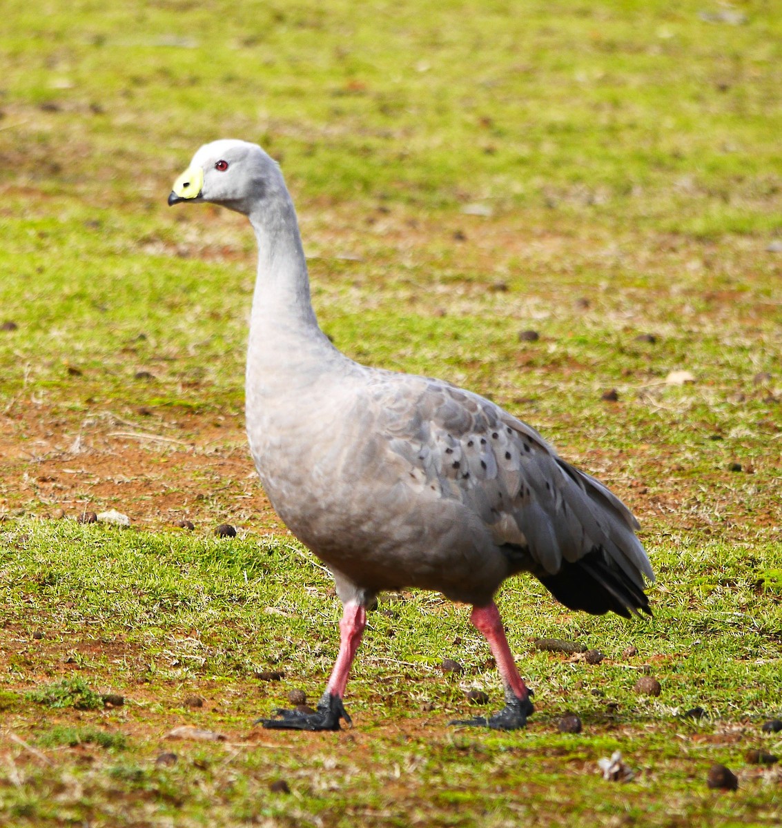 Cape Barren Goose - ML633637642