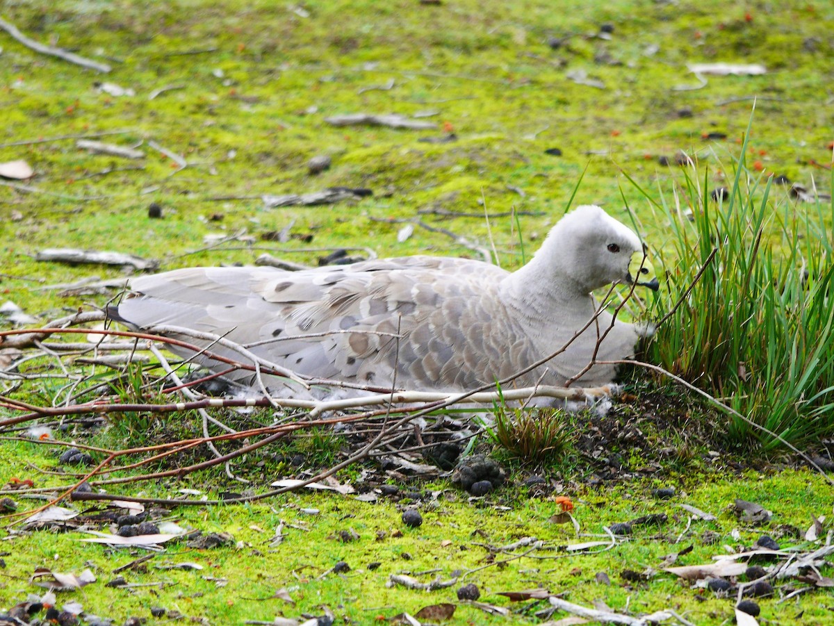 Cape Barren Goose - ML633637643
