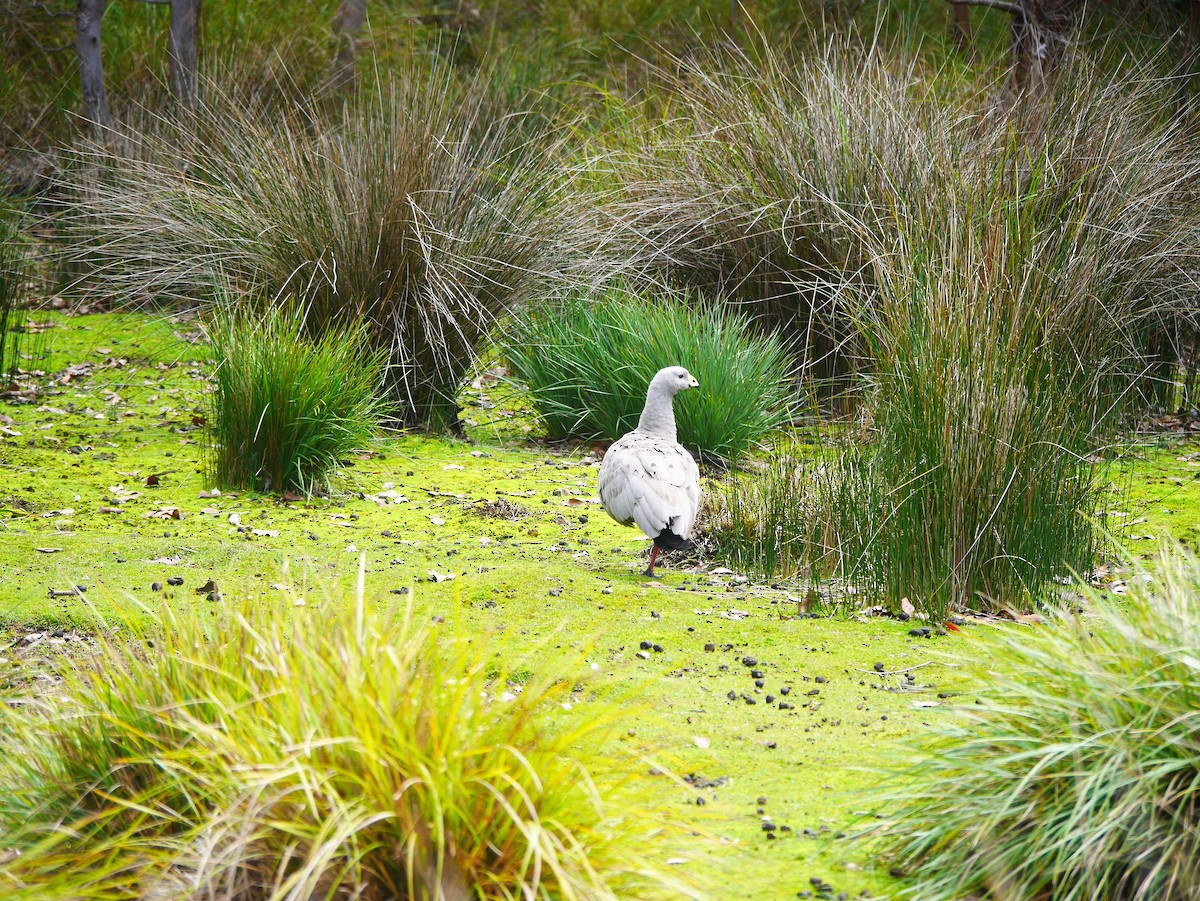 Cape Barren Goose - ML633637644