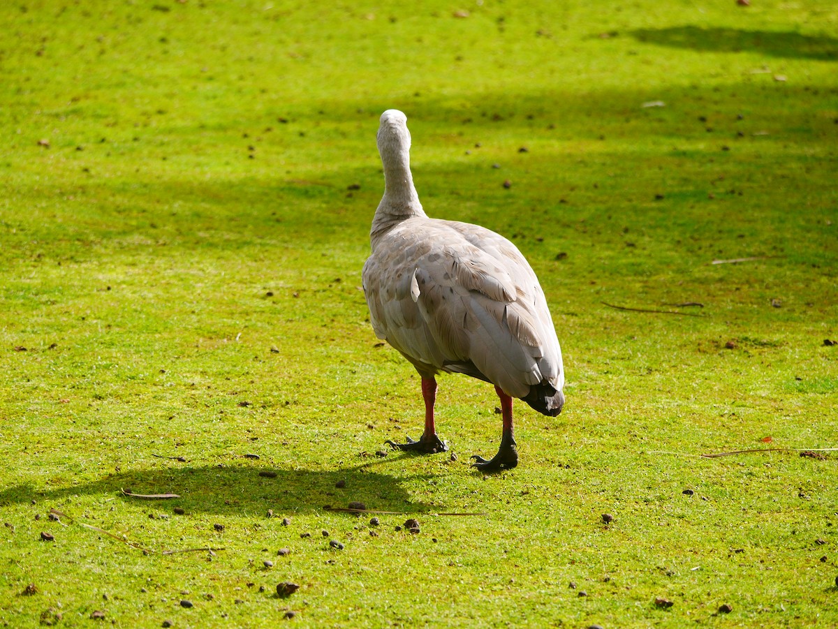 Cape Barren Goose - ML633637645
