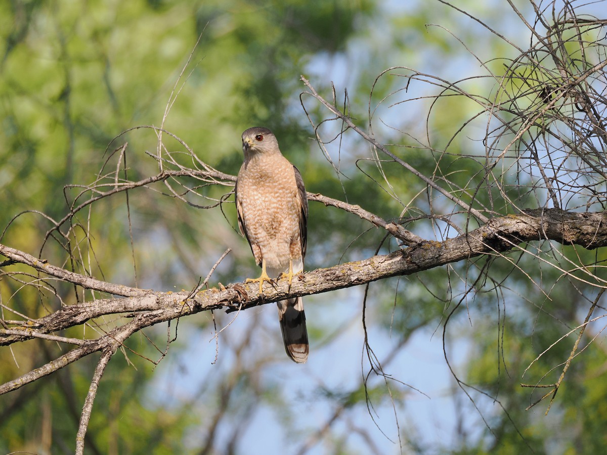 jestřáb americký - ML633637825