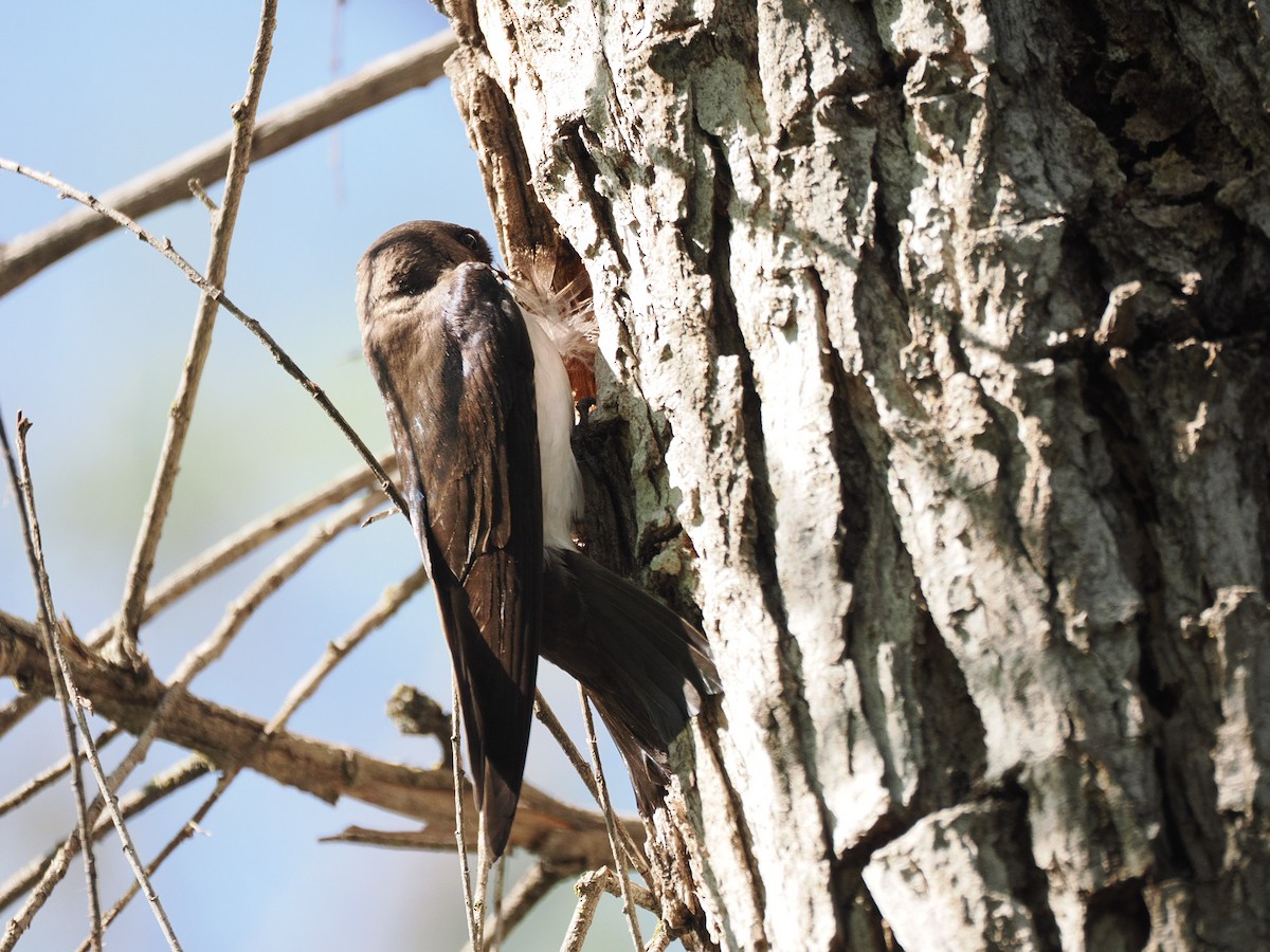 vlaštovka stromová - ML633637830