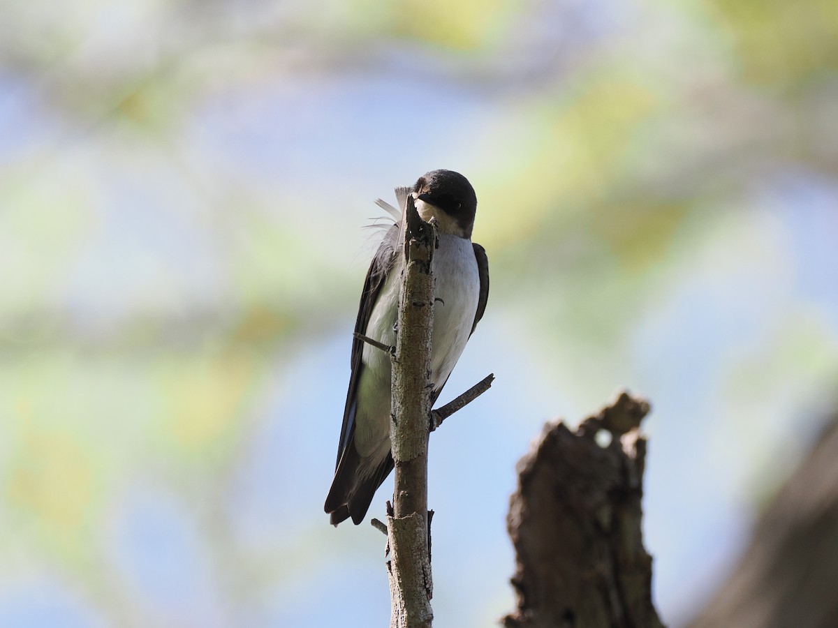 vlaštovka stromová - ML633637831