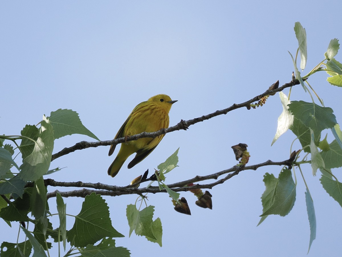 lesňáček zlatotemenný - ML633637843