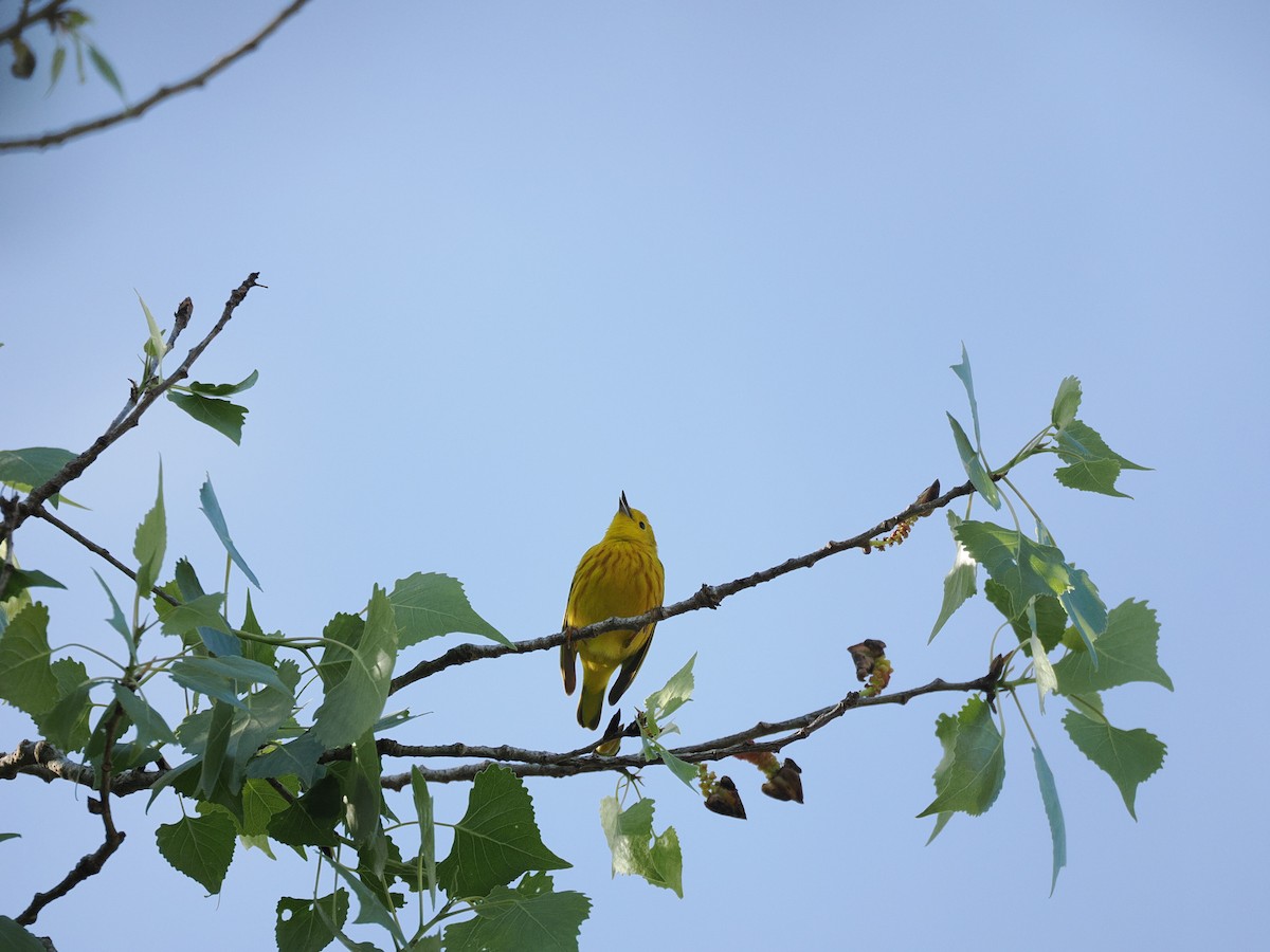 lesňáček zlatotemenný - ML633637844