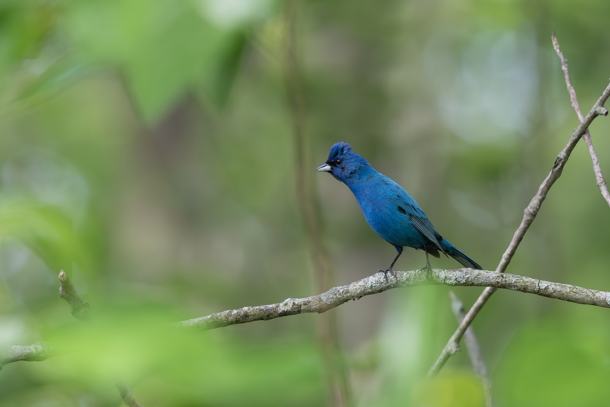 Indigo Bunting - ML633638200