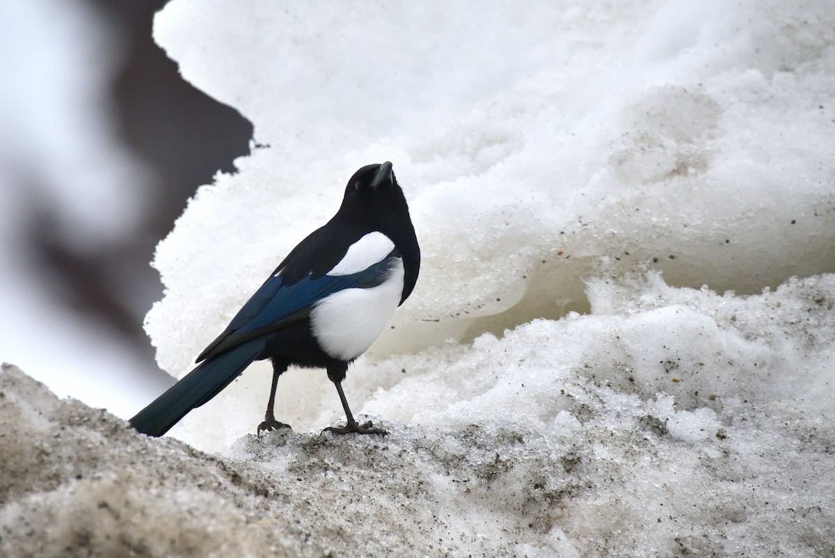 Black-billed Magpie - ML633638296