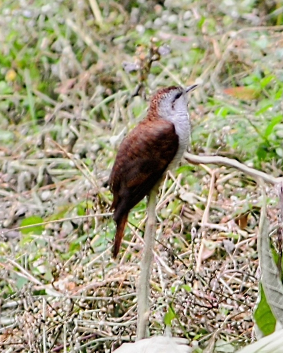 vatregjøk - ML633638321