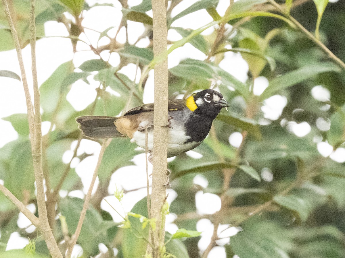 White-eared Ground-Sparrow - ML633638391