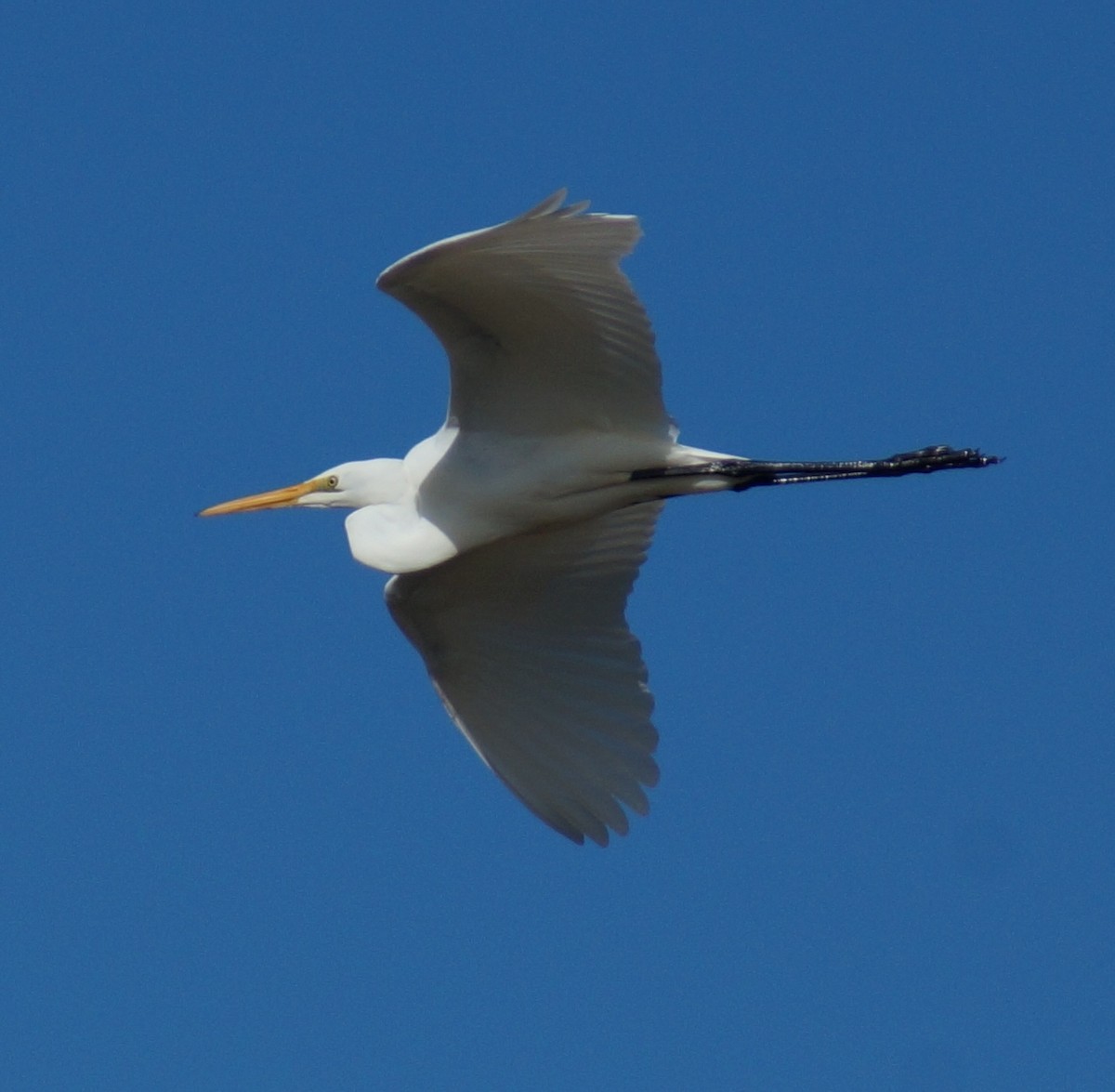 Great Egret - ML63363841