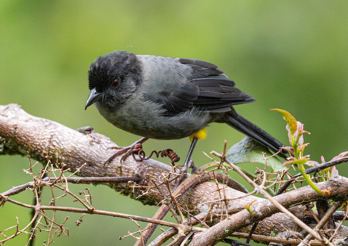 Yellow-thighed Brushfinch - ML633638482