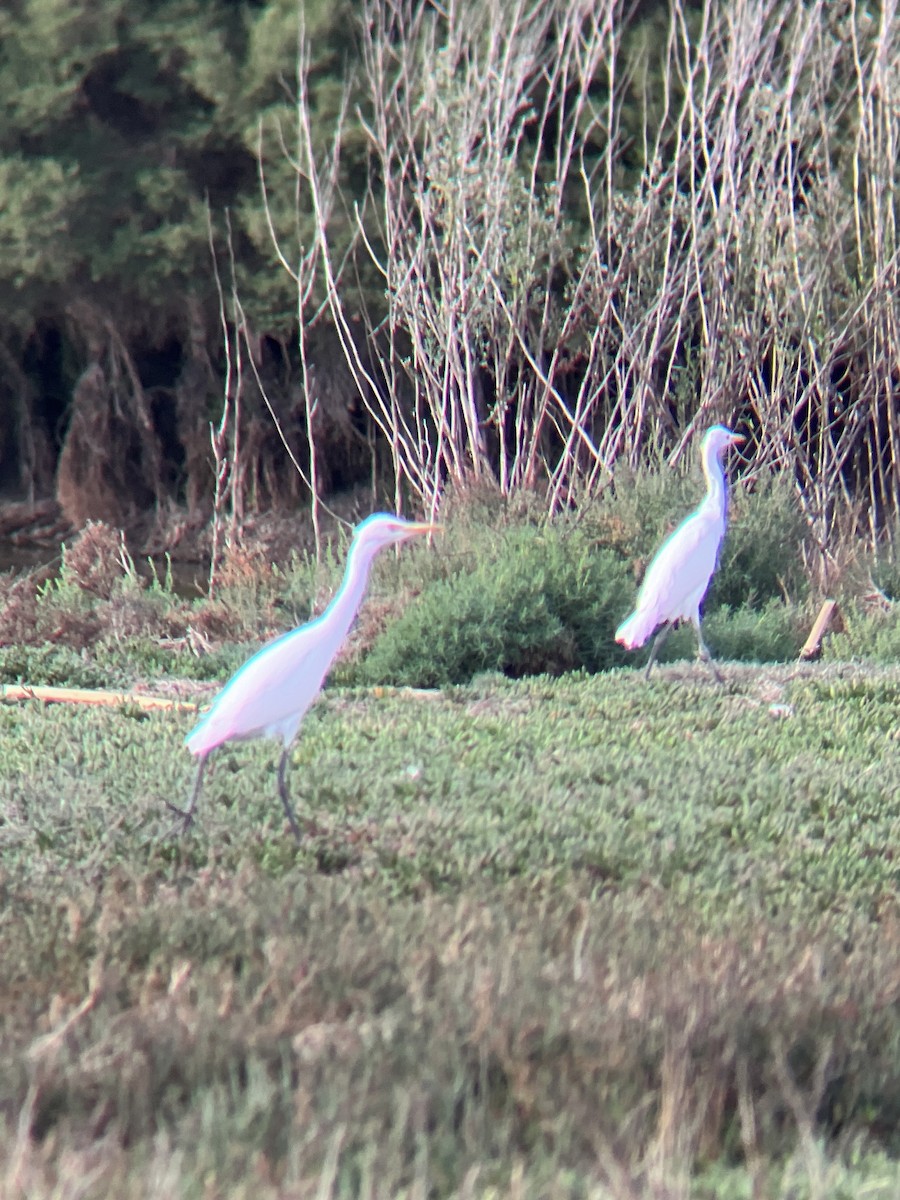 Eastern Cattle-Egret - ML633638517