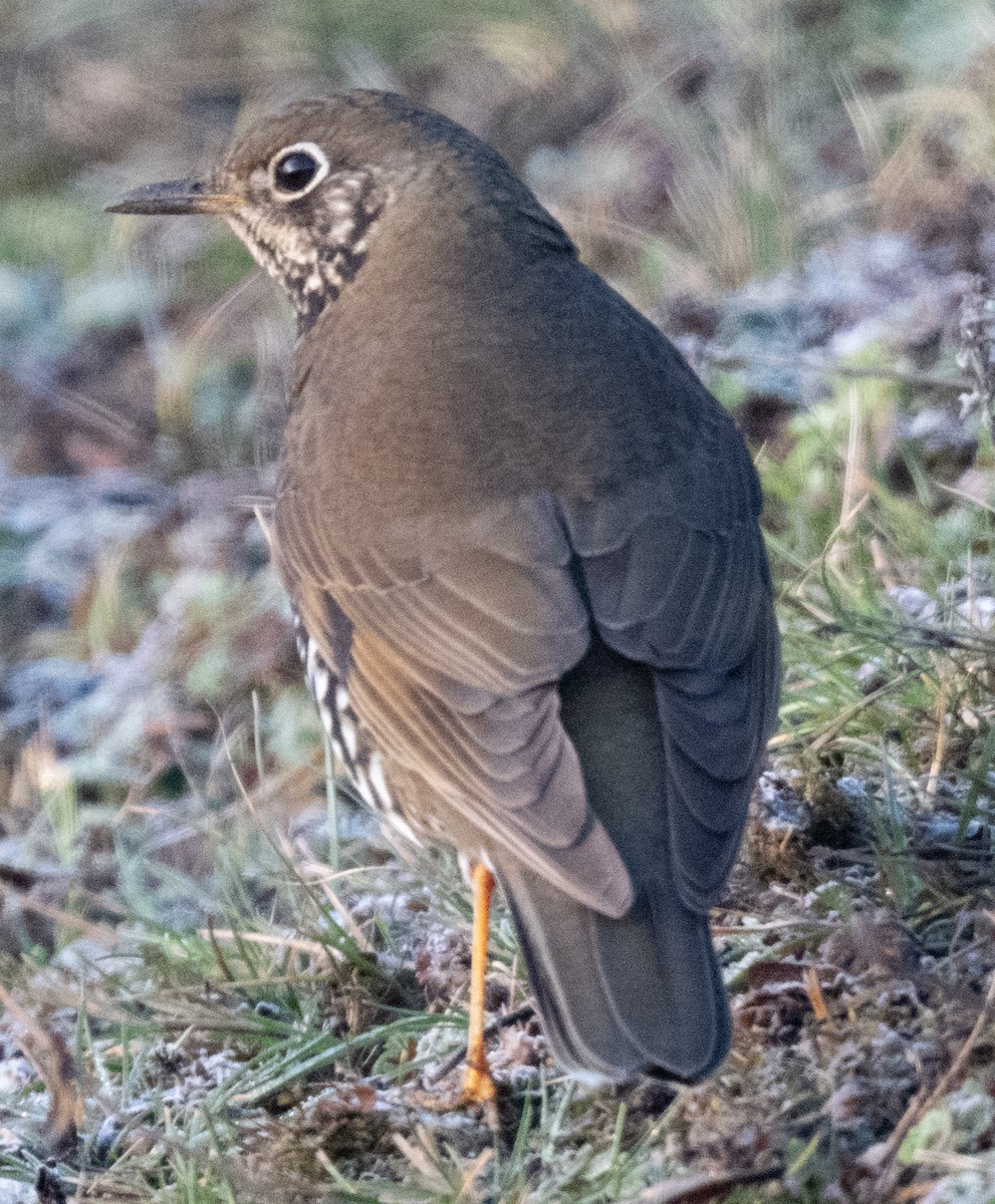 Himalayan Thrush - ML633638530
