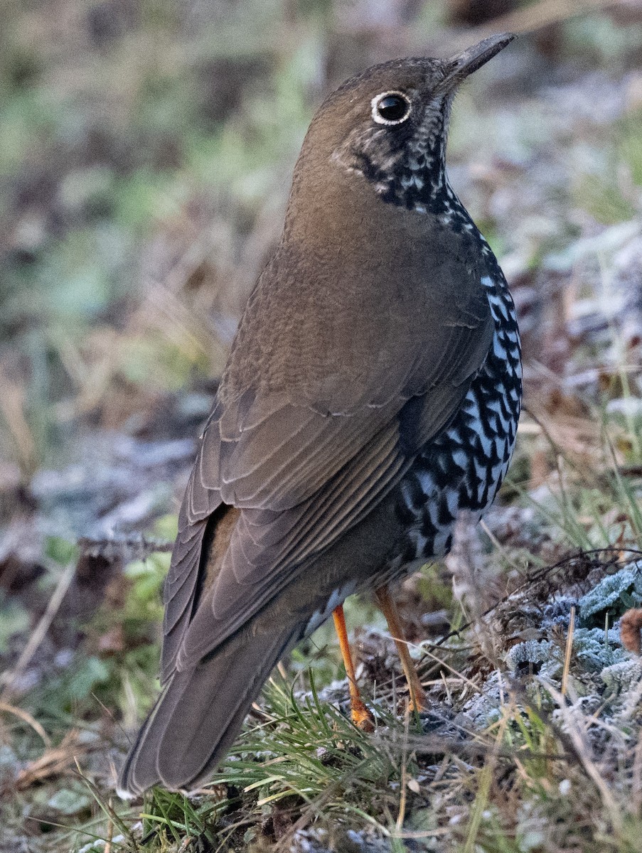 Himalayan Thrush - ML633638532