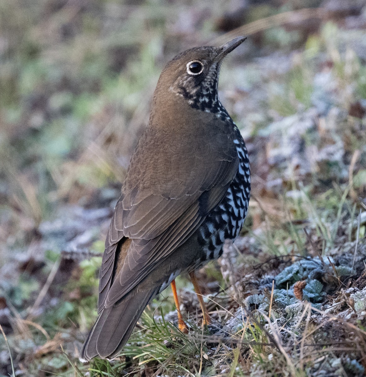 Himalayan Thrush - ML633638533