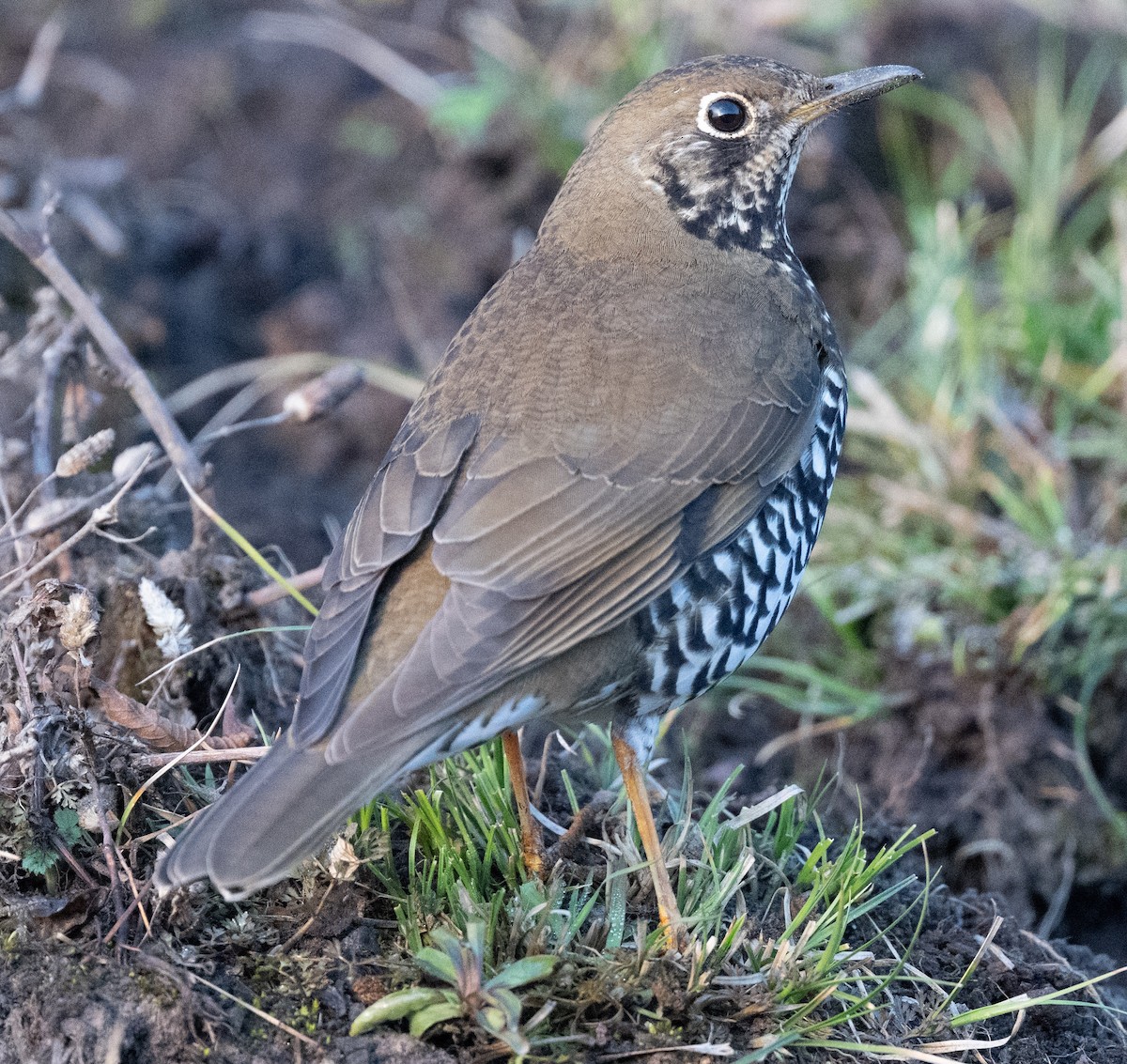 Himalayan Thrush - ML633638534